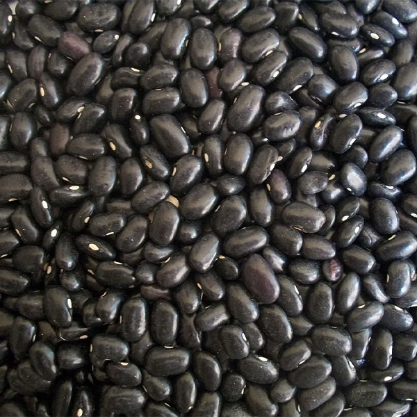 Black beans presented for export