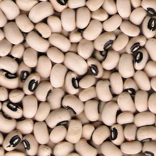 Black-eyed beans presented for export