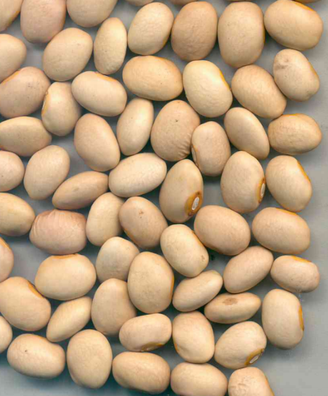 Bolita beans presented for export