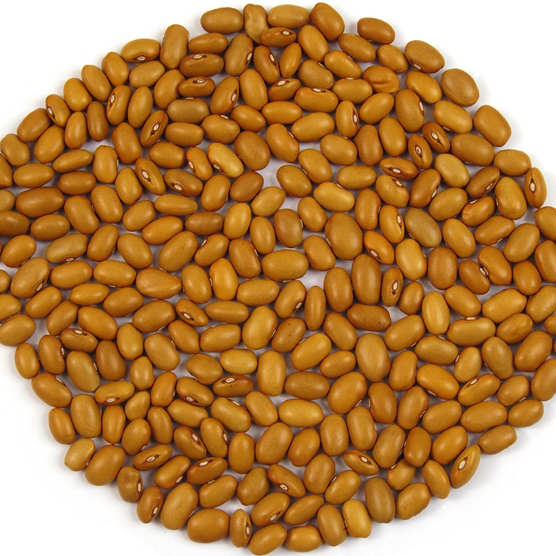 Brown beans presented for export