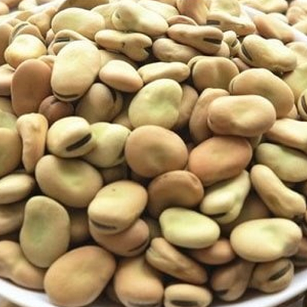 Fava beans presented for export