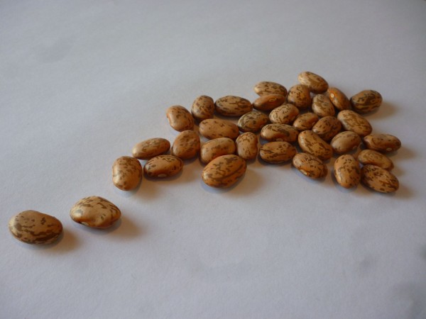 Pinto speckled beans presented for export