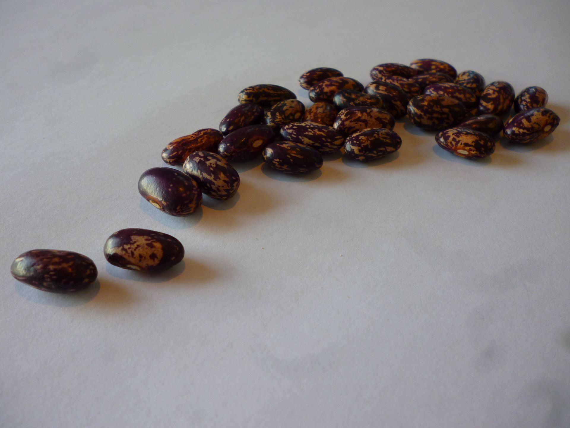 Purple speckled beans presented for export