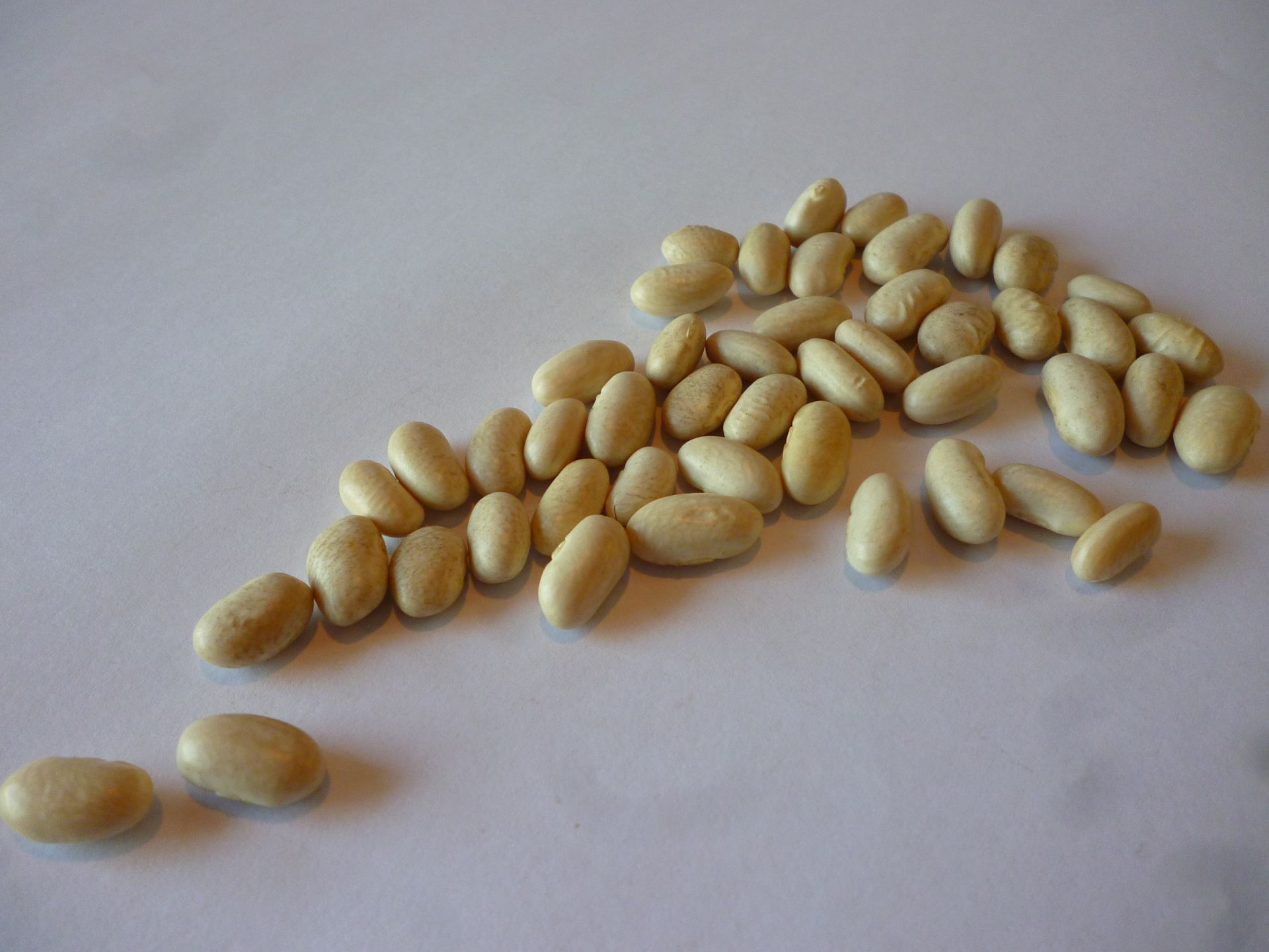 Baishake white beans presented for export