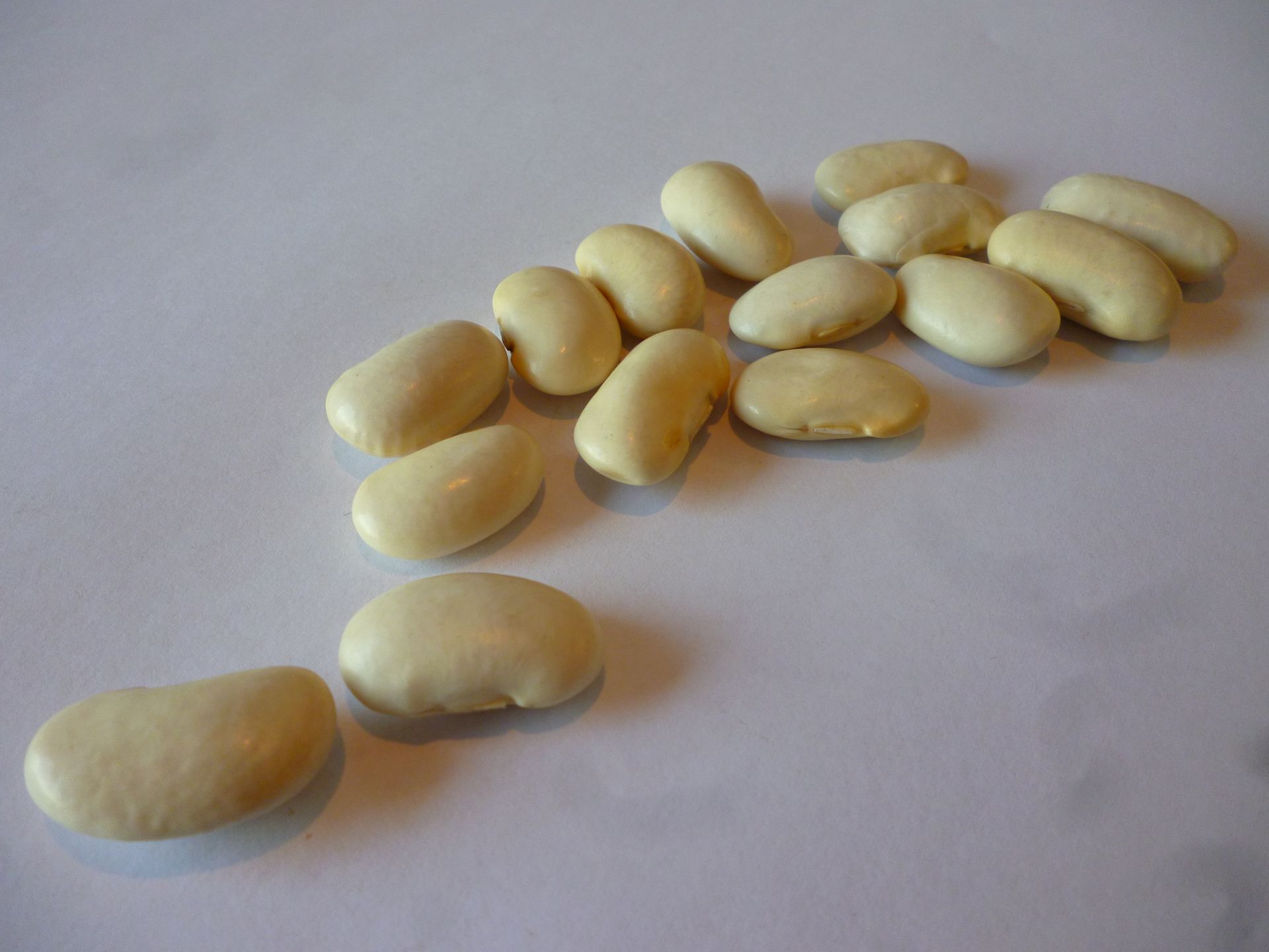 Large white beans presented for export