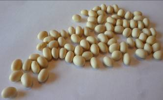 Small white beans presented for export