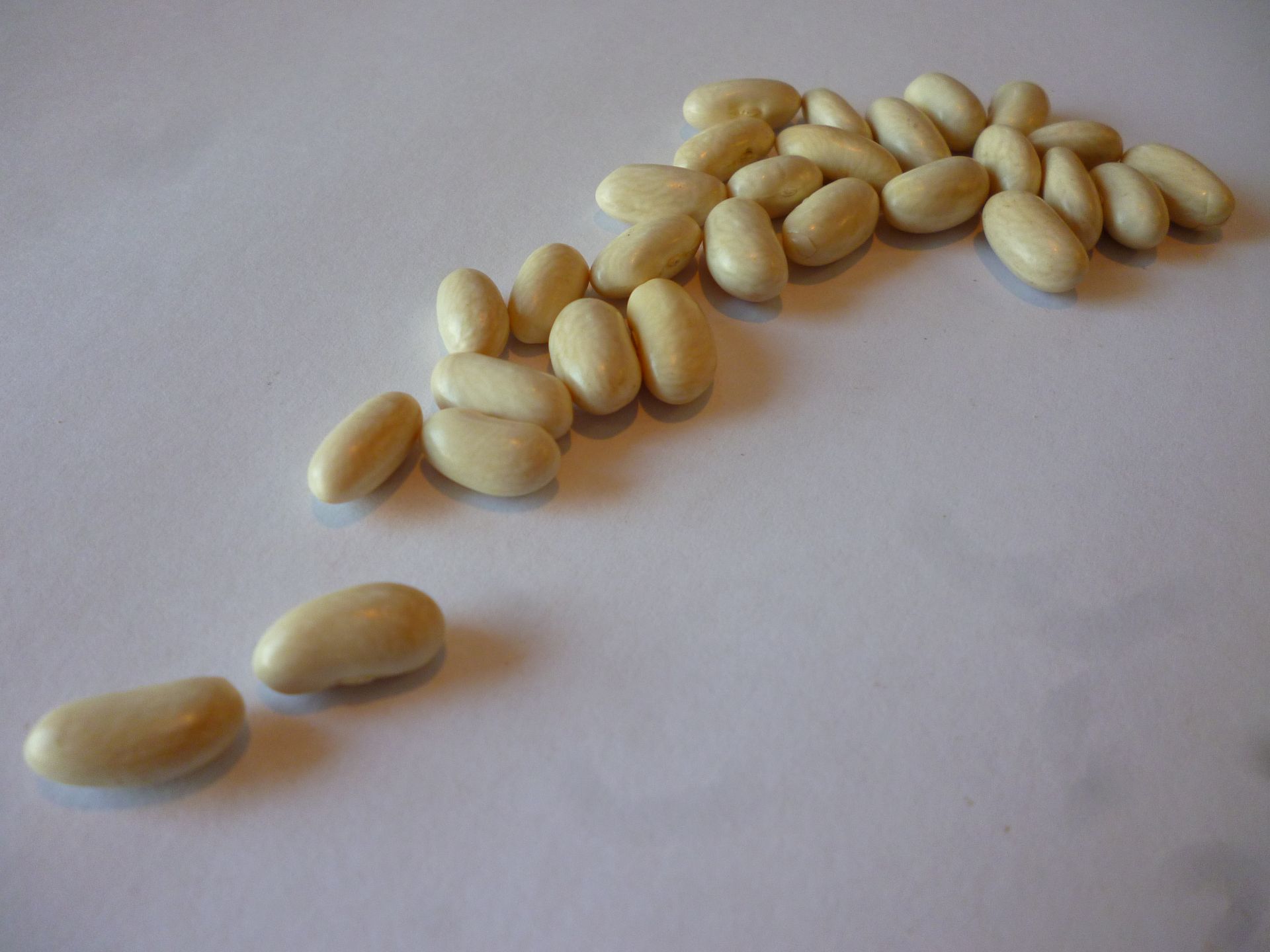 Spanish white beans presented for export