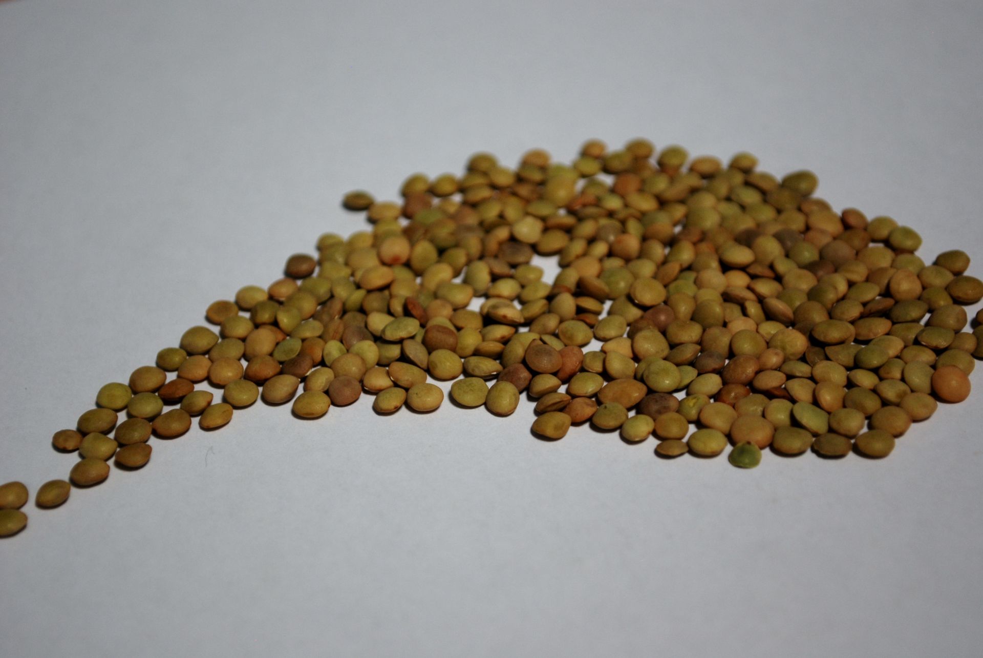 Brown Chinese lentils presented for export