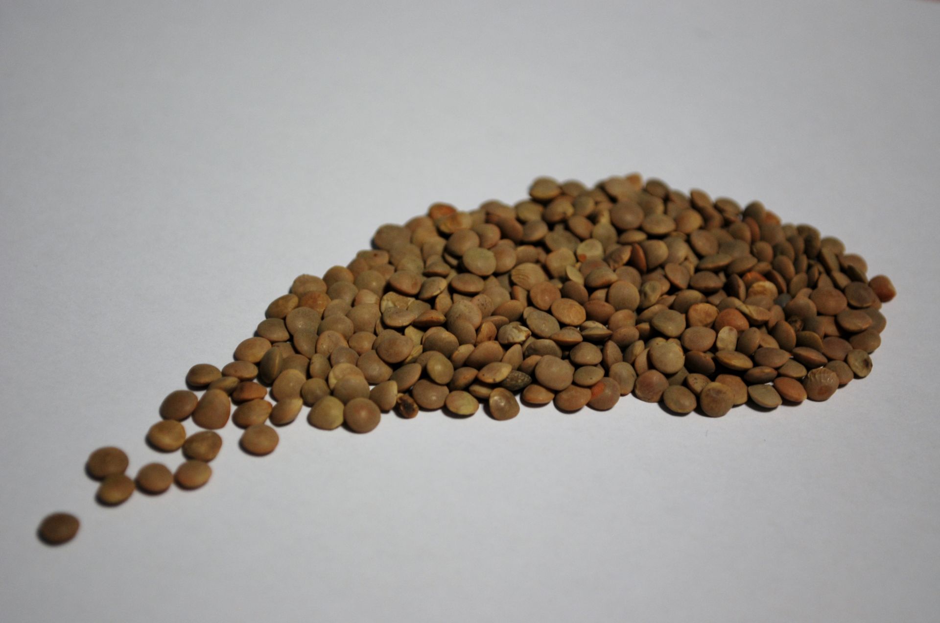 Brown Pardina lentils presented for export