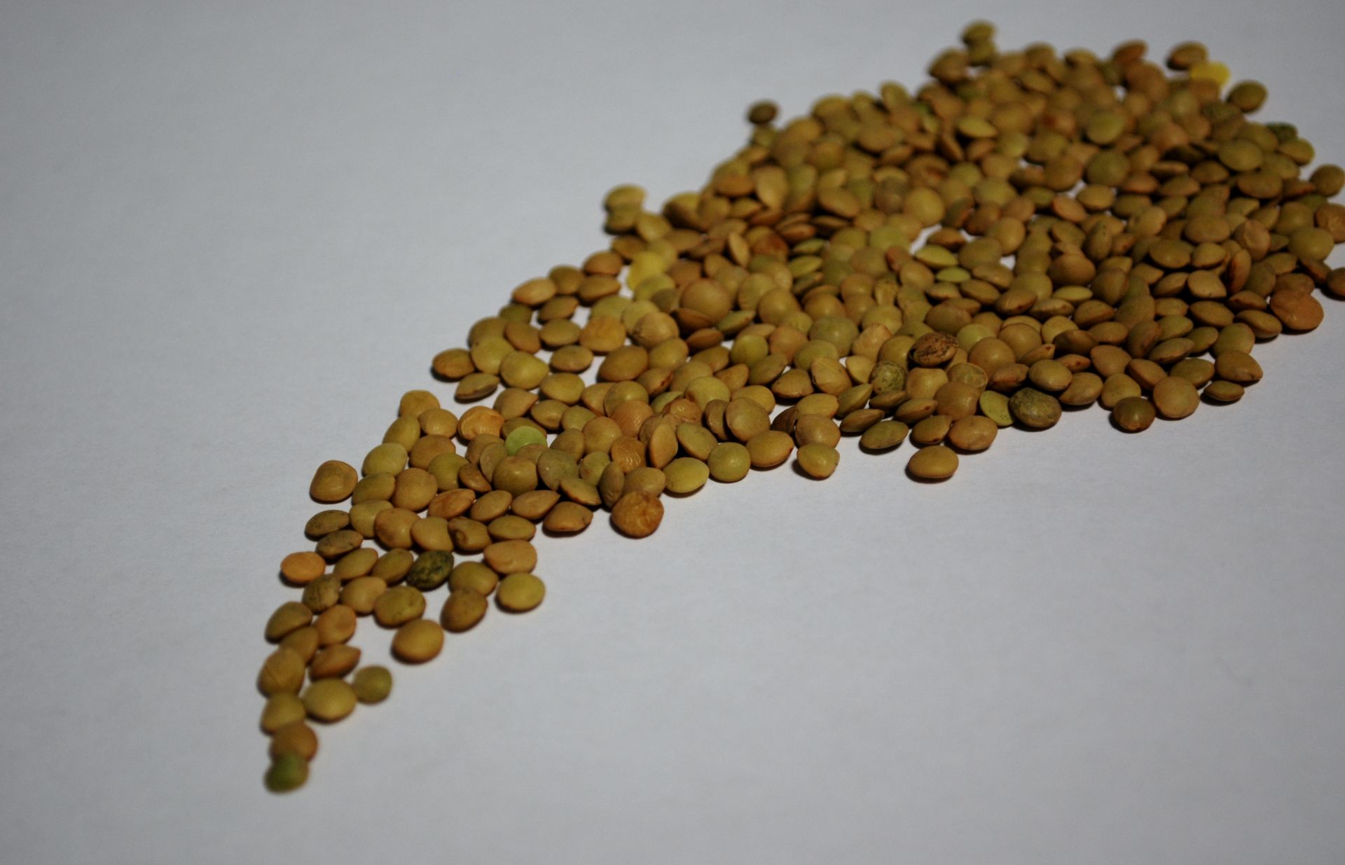 Green Eston lentils presented for export