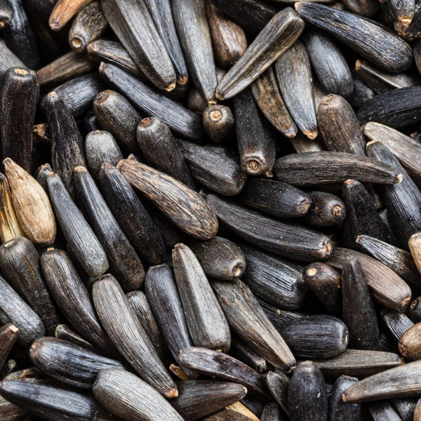 Niger seeds close-up presented for export